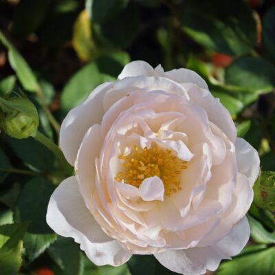 Rose gardening tips