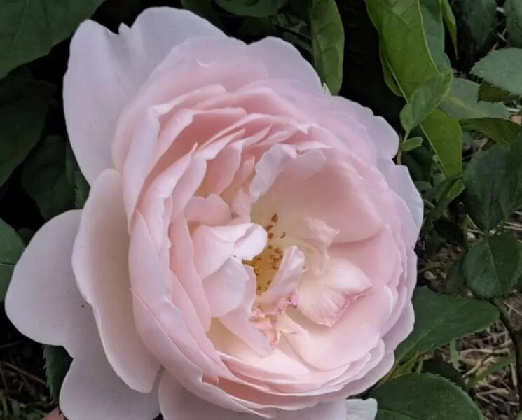 Desdemona rose