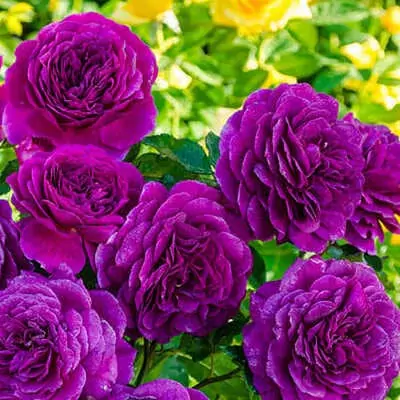 best blue roses