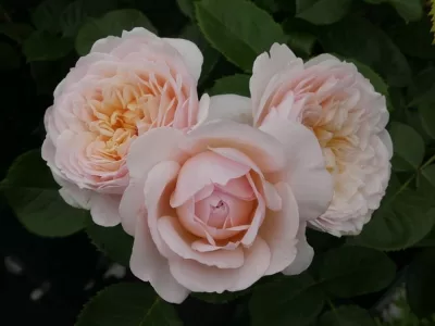 Emily Bronte rose