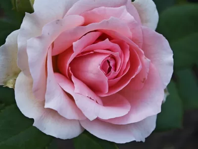 First Lady Rose