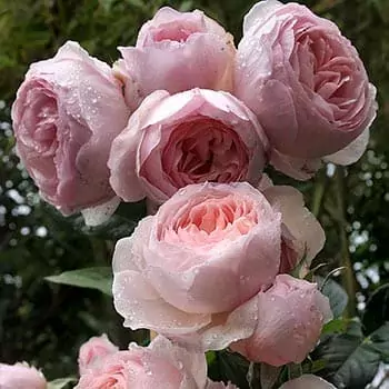 Heritage rose