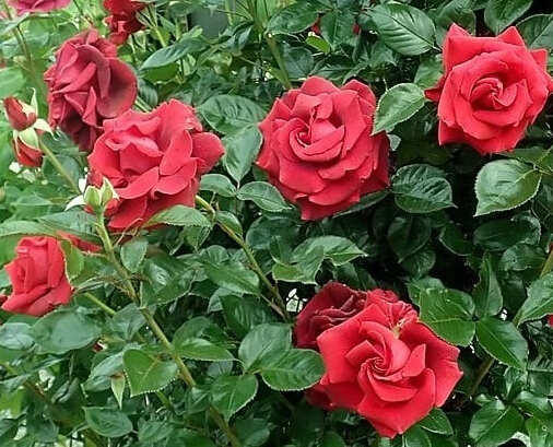 red climbing roses