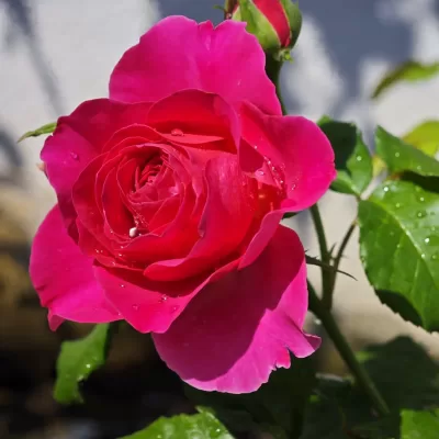 Growing roses from seed