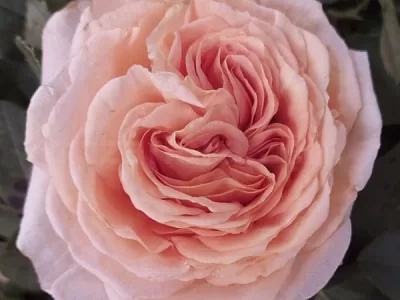 Lady Capri rose