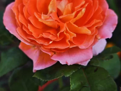Marie Curie Rose