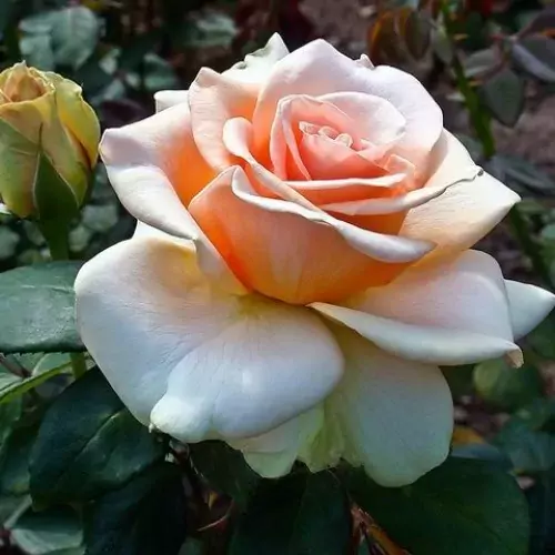 marilyn monroe rose