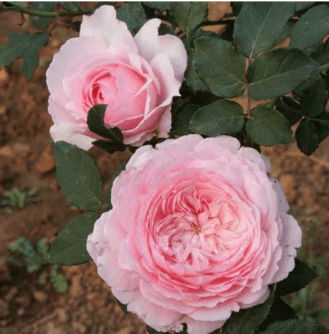 Misaki rose