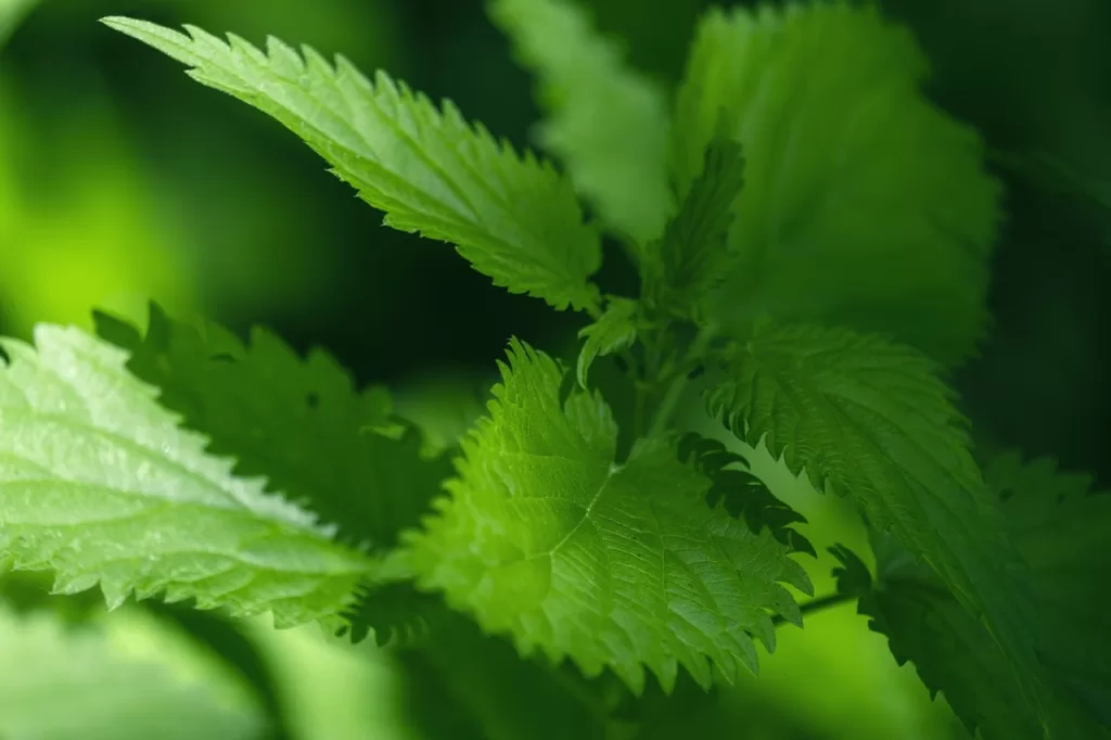 nettle, leaves,