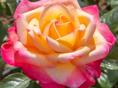 Love & Peace rose