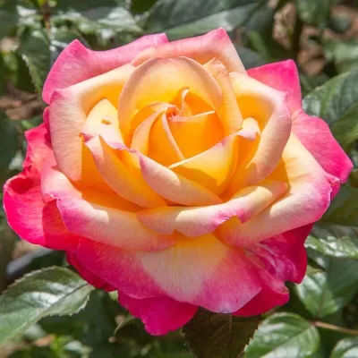 peace rose
