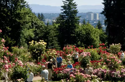 Portland Rose Garden, USA