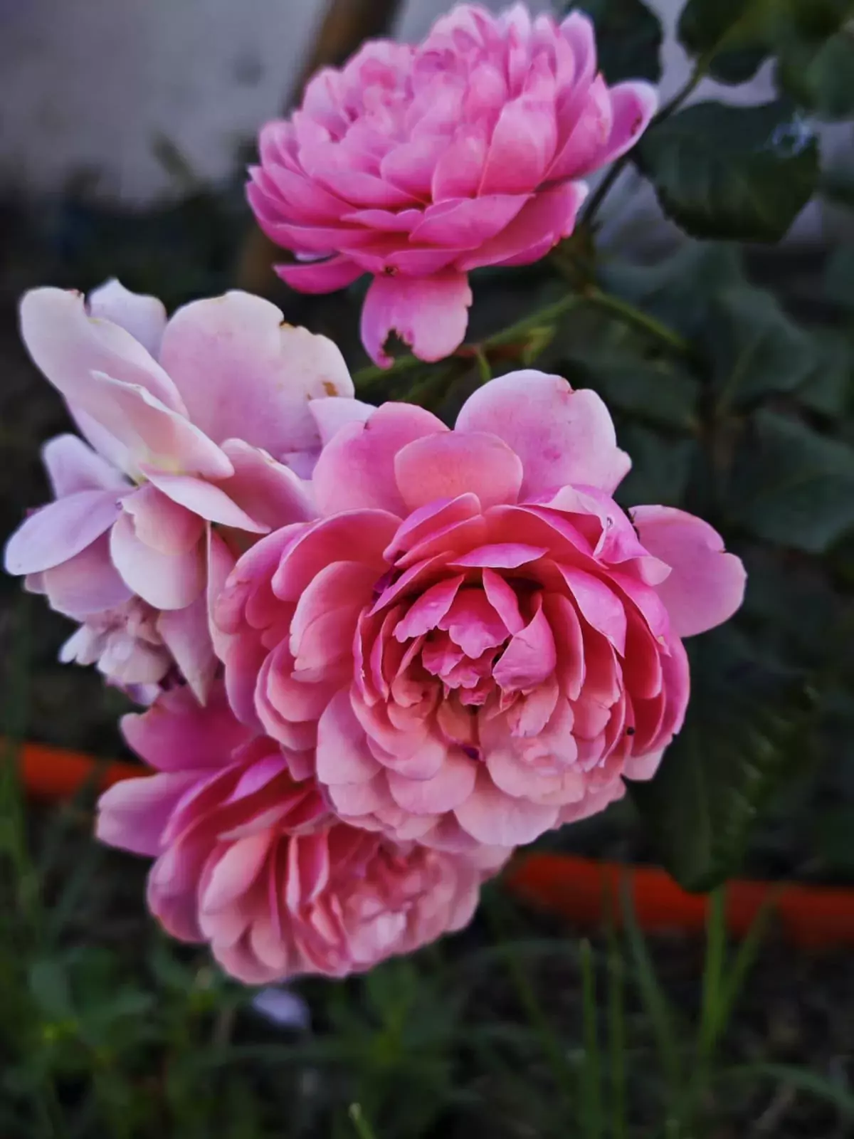 Pitoraize Rouses Prix P.J. Redoute Rose | All about Roses