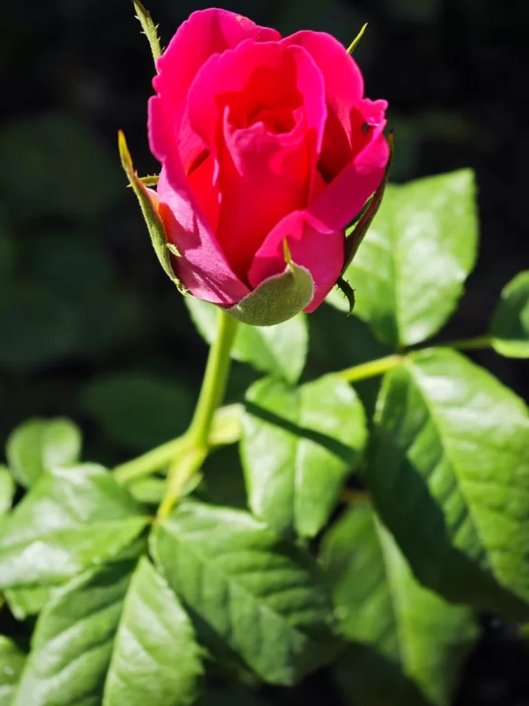 rose buds