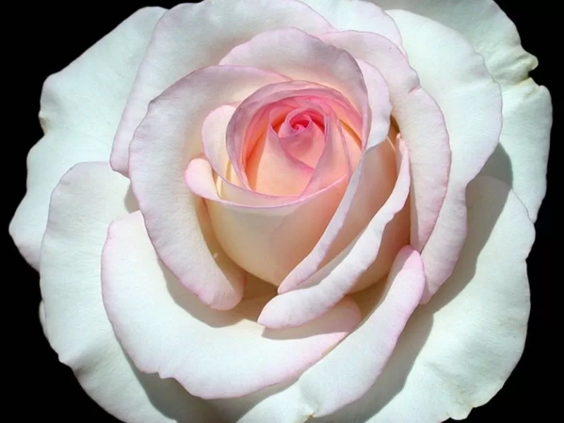 Moonstone rose