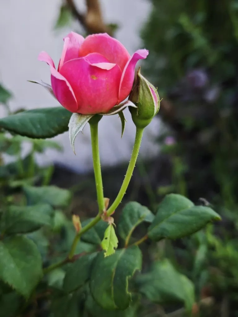 rose buds