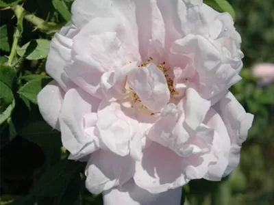 Schneewittchen rose