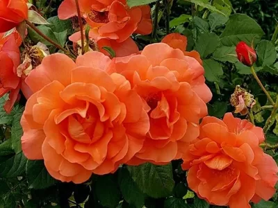 Westerland rose
