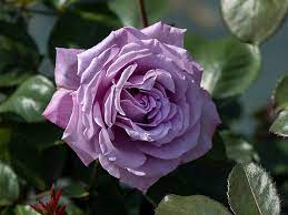 best blue rose