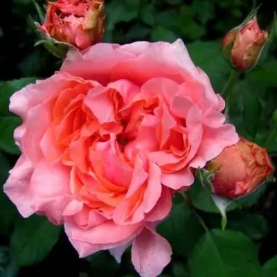 Alfresco rose