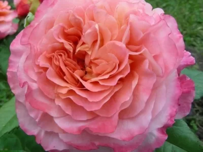 Augusta Luise rose