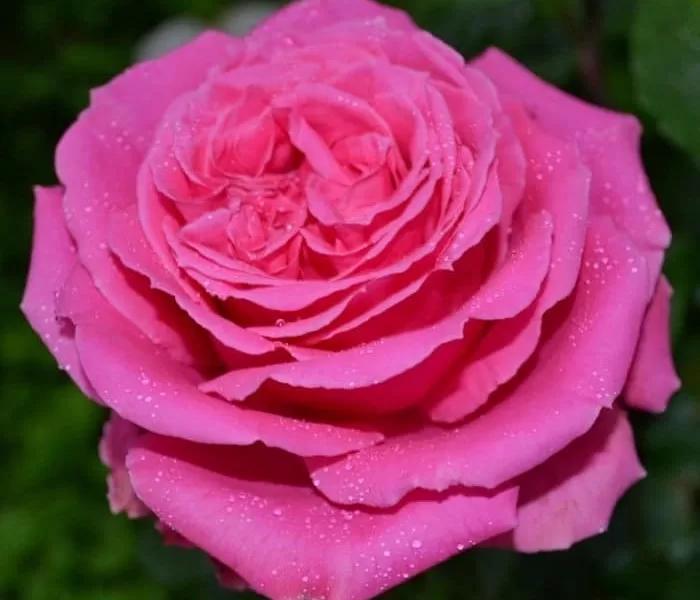 Auguste Renoir rose