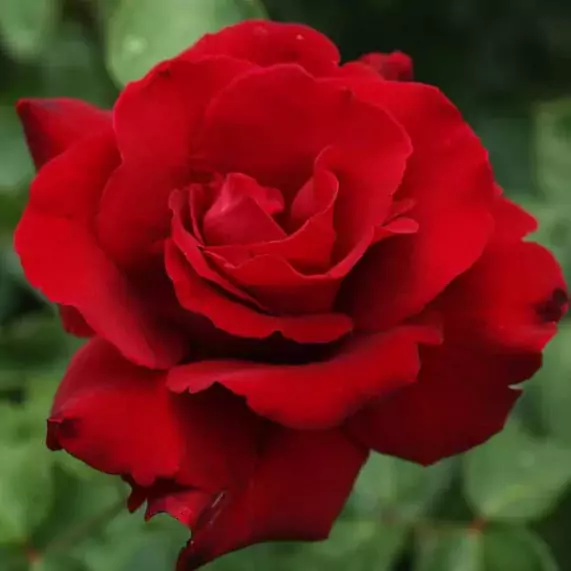 Erotika Rose