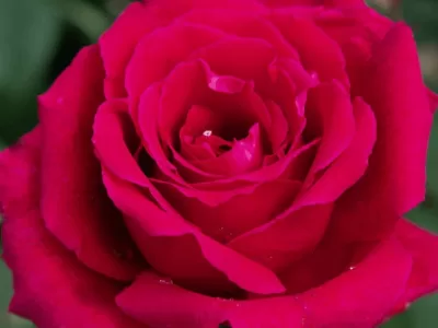 Fragrant Love Rose