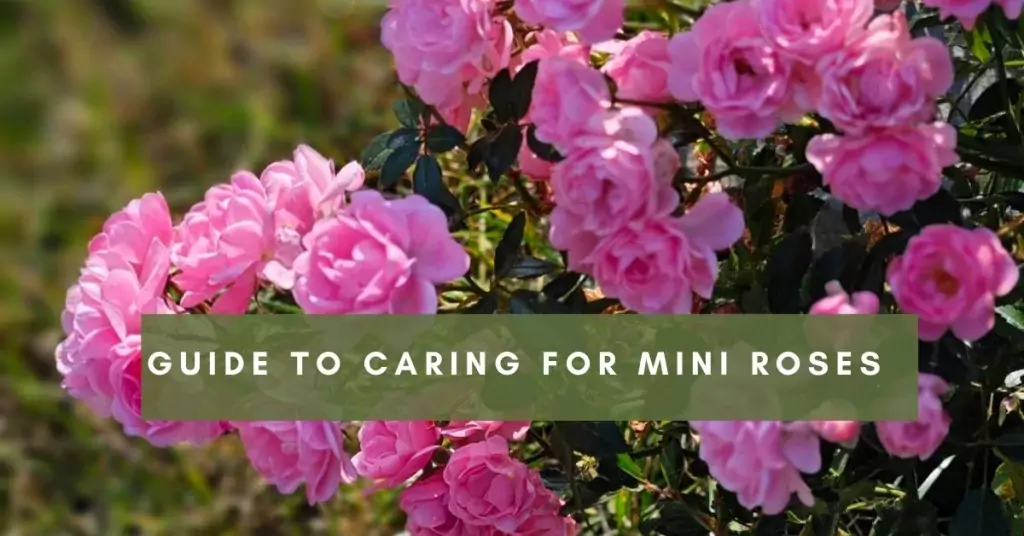 Guide to Caring for Mini Roses