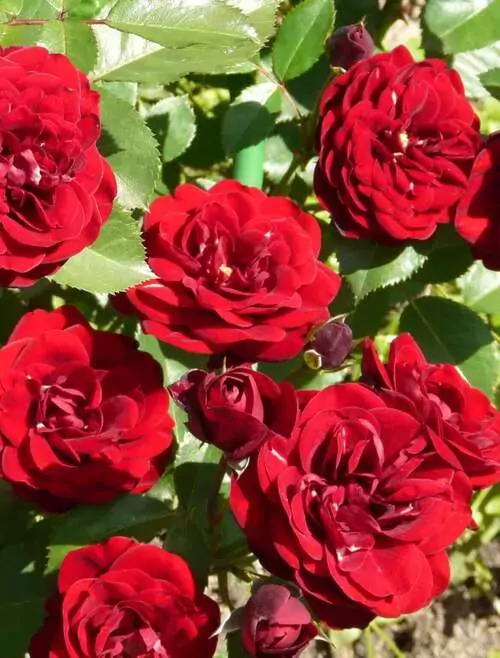 Illusion rose | All about Roses