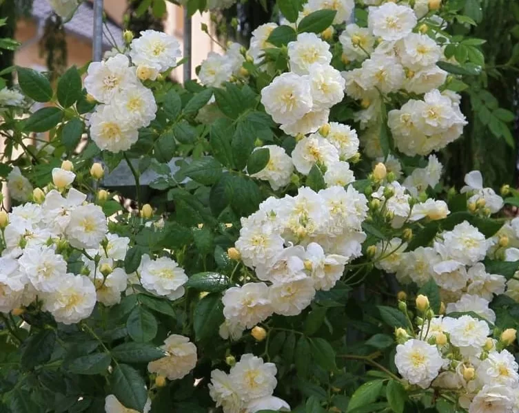 Lemon Rambler rose