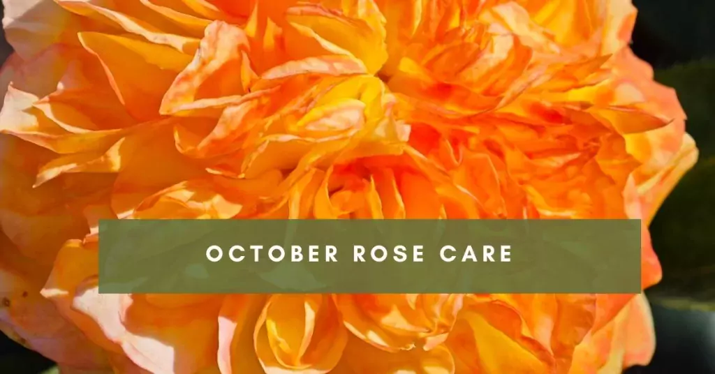 October Rose Care