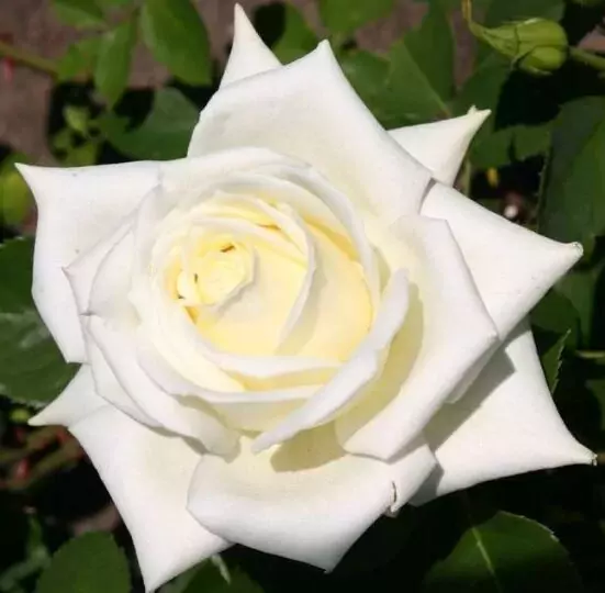 Polarstern rose