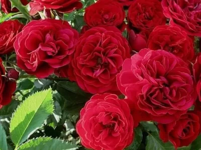 Red Parfum rose