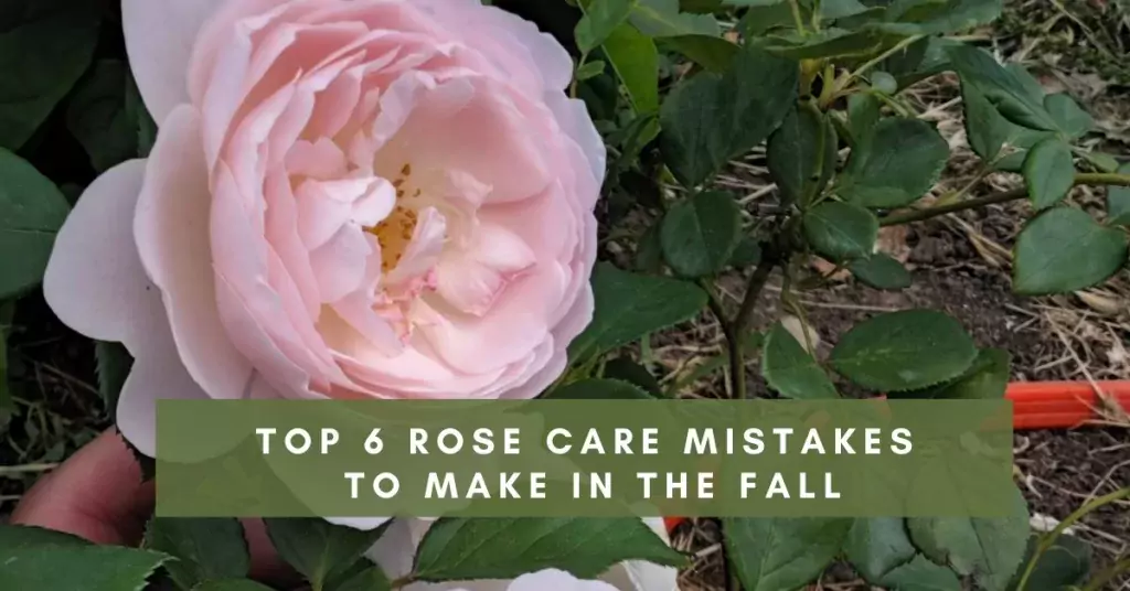 Top 6 rose care mistakes to make in the fall