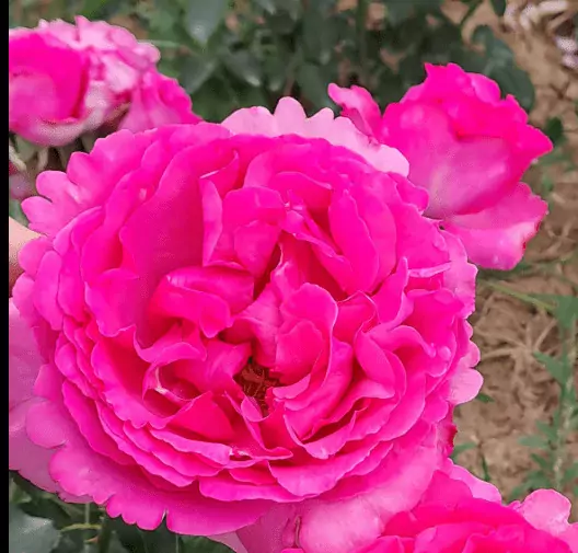 Yves Piaget rose