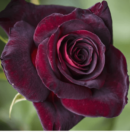 Black Lady rose
