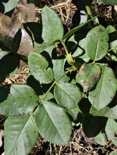 black spots on roses