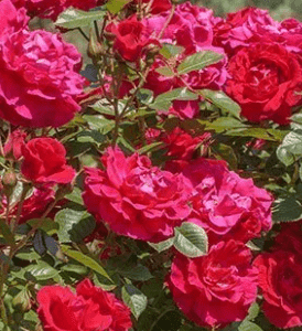 Cassandre rose