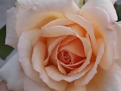 Chandos Beauty rose