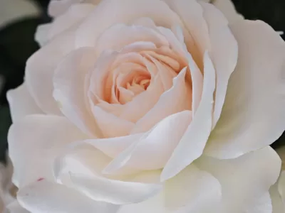 Miss Dior rose
