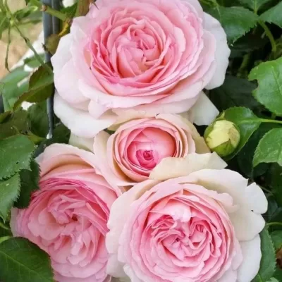 all about eden roses