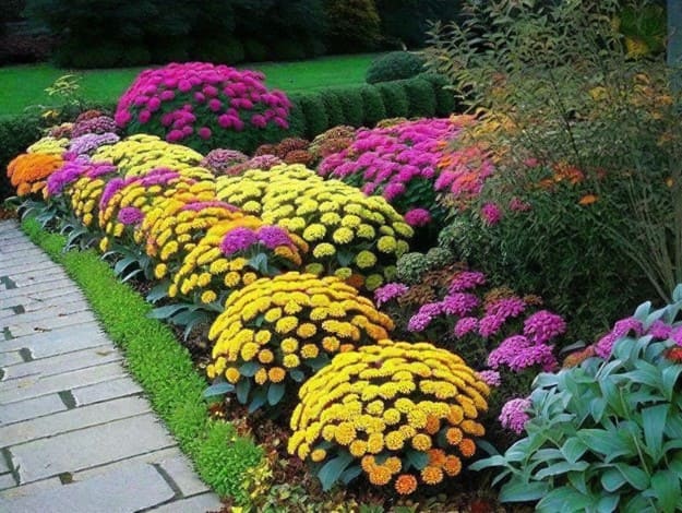 Chrysanthemums