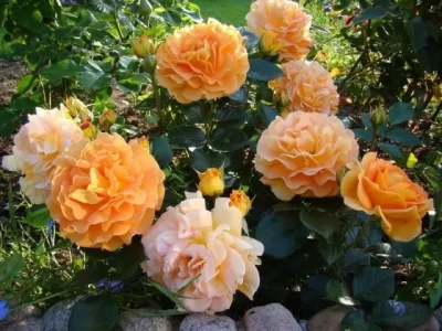 Goldelse rose