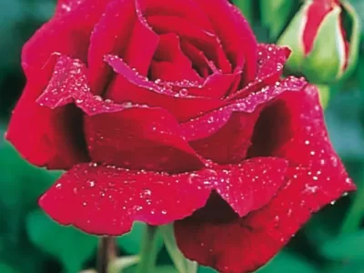 Crimson Glory rose