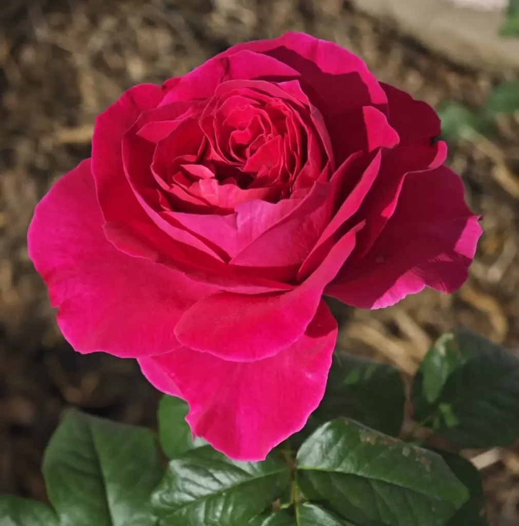 rose plant