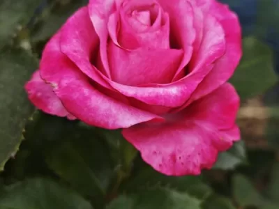 Unconventional Lady Rose