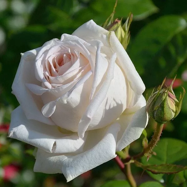 Madame Anisette rose