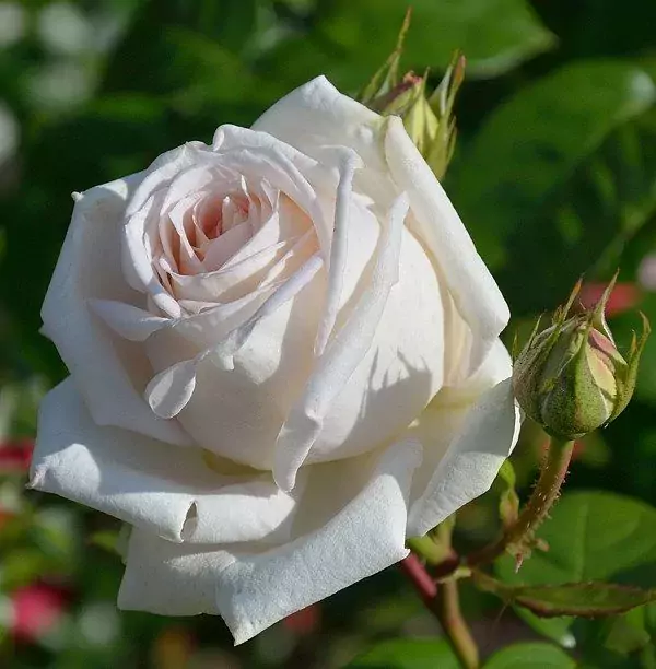 madam white roses