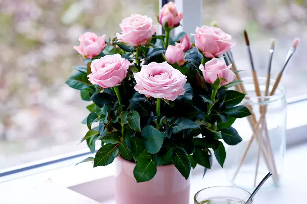 caring for mini roses